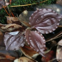 Malaxis discolor (Lindl.) Kuntze